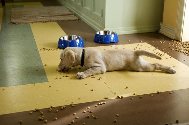 Marley and Me &copy; 20th Century Fox